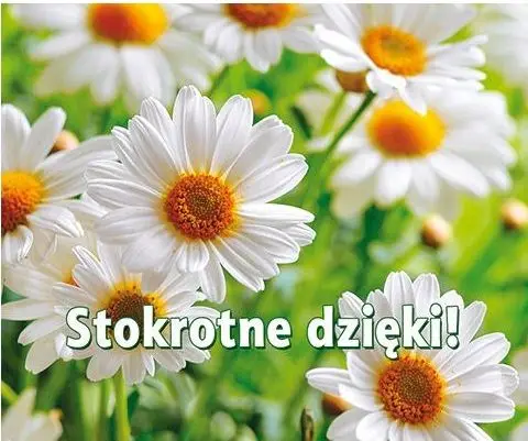 Stokrotne dzięki! Perełka 263 Tylko dziś